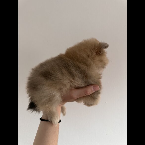 Pomeranian - Dogs
