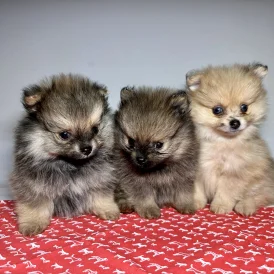 Pomeranian - Dogs