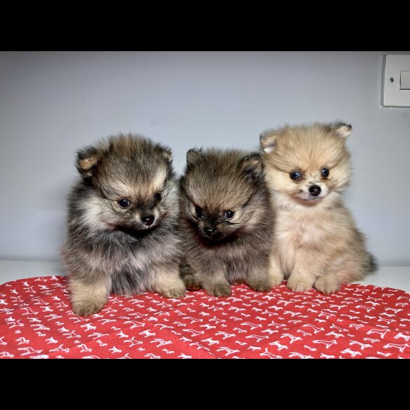 Pomeranian - Dogs