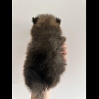 Pomeranian - Dogs
