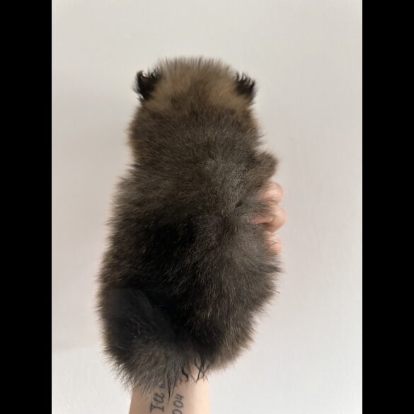 Pomeranian - Dogs