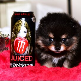 Pomeranian - Bitches