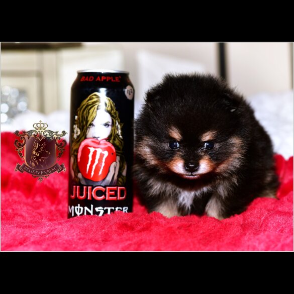 Pomeranian - Bitches