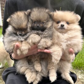 Pomeranian - Dogs