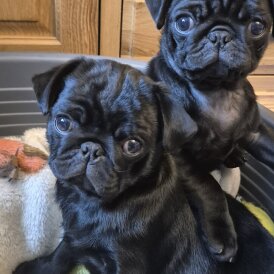Pug - Bitches