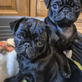 Pug - Bitches