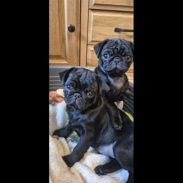 Pug - Bitches