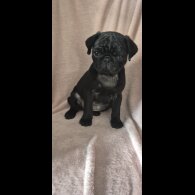 Pug - Bitches