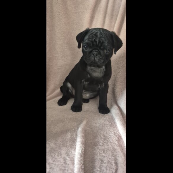 Pug - Bitches