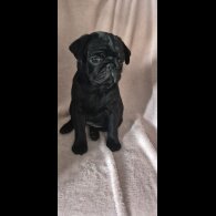 Pug - Bitches