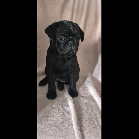 Pug - Bitches