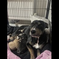 Mixed Breed - Both