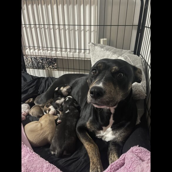 Mixed Breed - Both