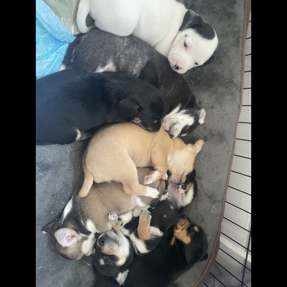 Mixed Breed - Both