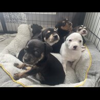 Mixed Breed - Both
