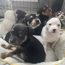 Mixed Breed - Both