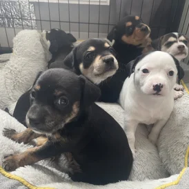 Mixed Breed - Both