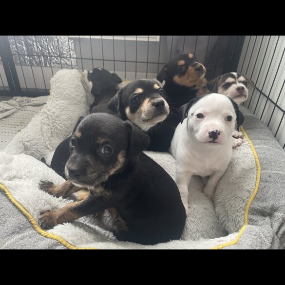 Mixed Breed - Both