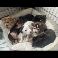 Mixed Breed - Both