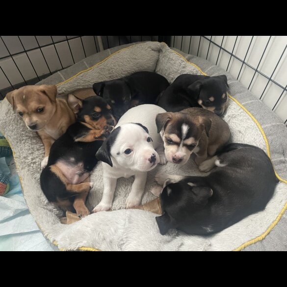 Mixed Breed - Both