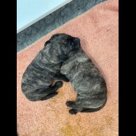 Labrador Retriever - Both