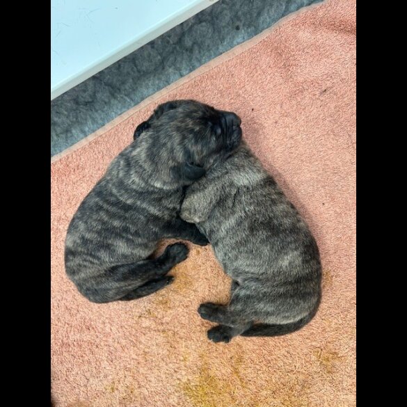 Labrador Retriever - Both