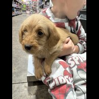 Labradoodle - Both
