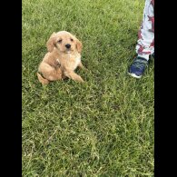 Labradoodle - Both