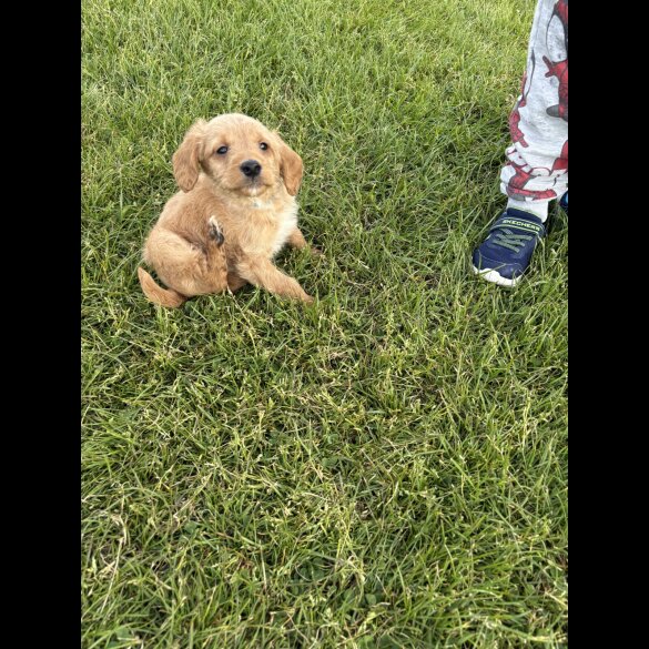 Labradoodle - Both