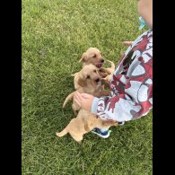 Labradoodle - Both