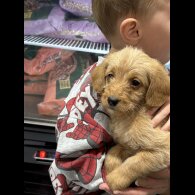 Labradoodle - Both