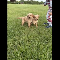 Labradoodle - Both