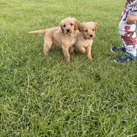 Labradoodle - Both