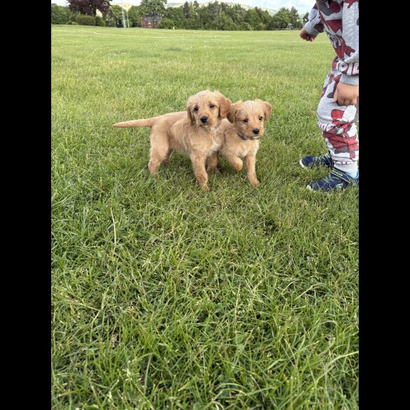 Labradoodle - Both