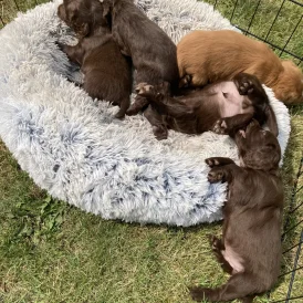 Cocker Spaniel (Working &amp; Show) - Dogs