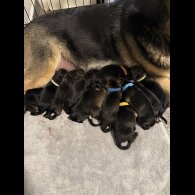 German Shepherd (Alsatian) - Both