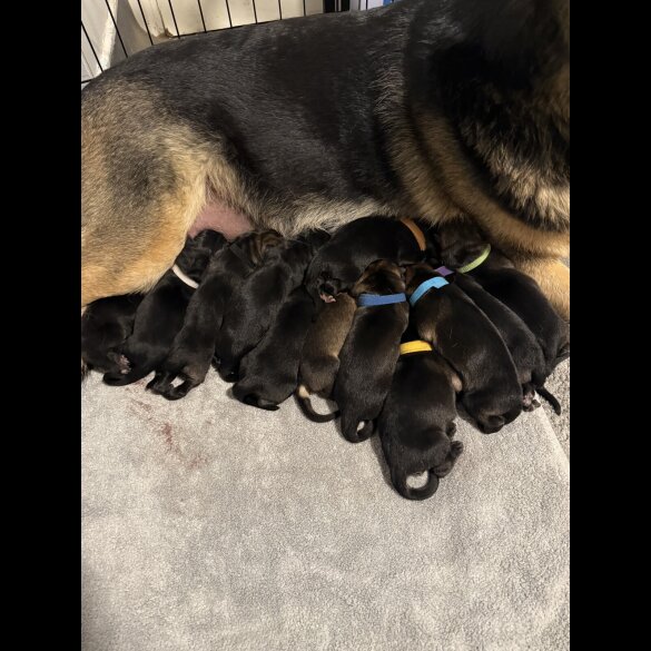 German Shepherd (Alsatian) - Both