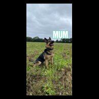 German Shepherd (Alsatian) - Both
