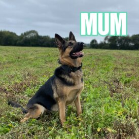German Shepherd (Alsatian) - Both