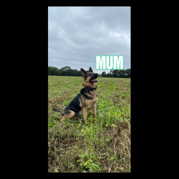 German Shepherd (Alsatian) - Both