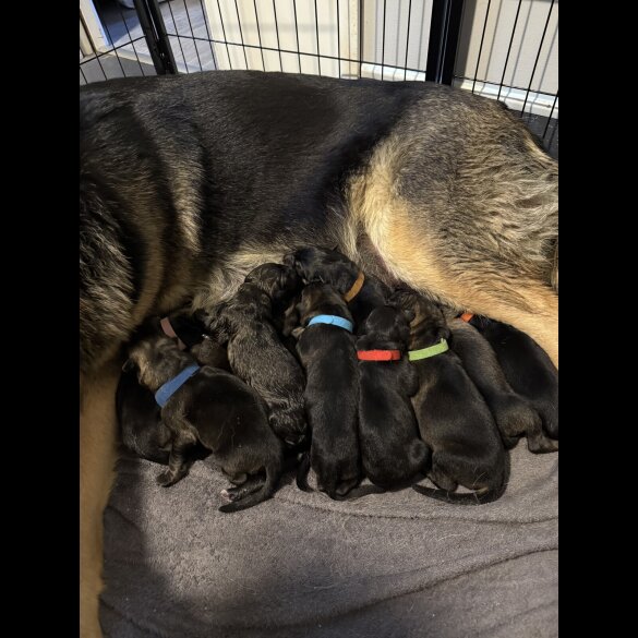 German Shepherd (Alsatian) - Both