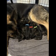German Shepherd (Alsatian) - Both