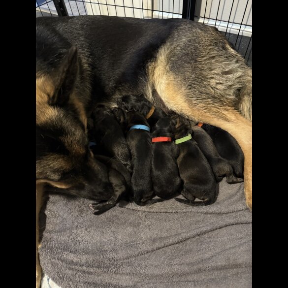 German Shepherd (Alsatian) - Both