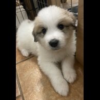 Pyrenean Mountain Dog - Both
