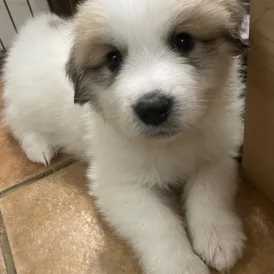 Pyrenean Mountain Dog - Both