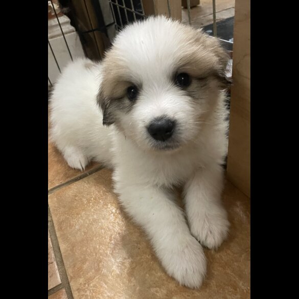 Pyrenean Mountain Dog - Both