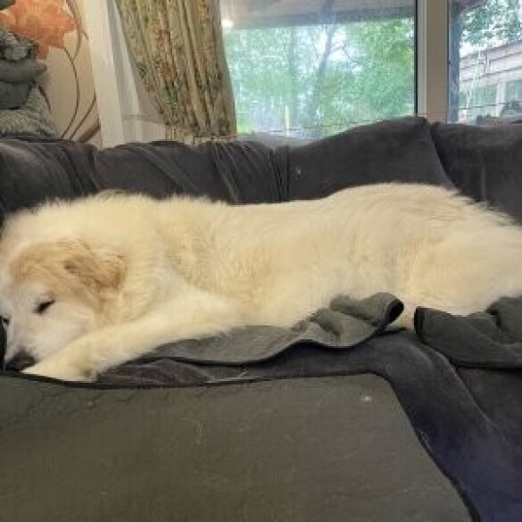 Pyrenean Mountain Dog - Both