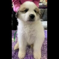 Pyrenean Mountain Dog - Both