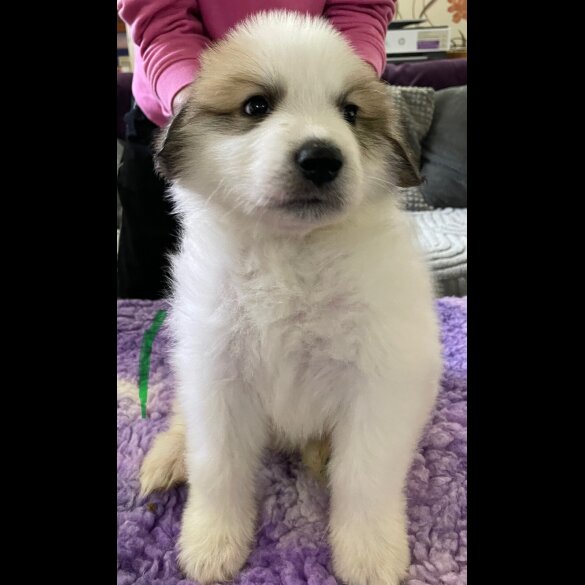 Pyrenean Mountain Dog - Both