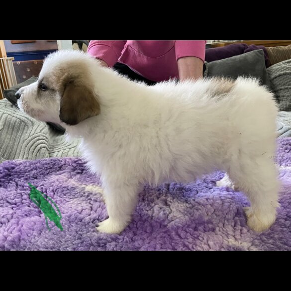 Pyrenean Mountain Dog - Both